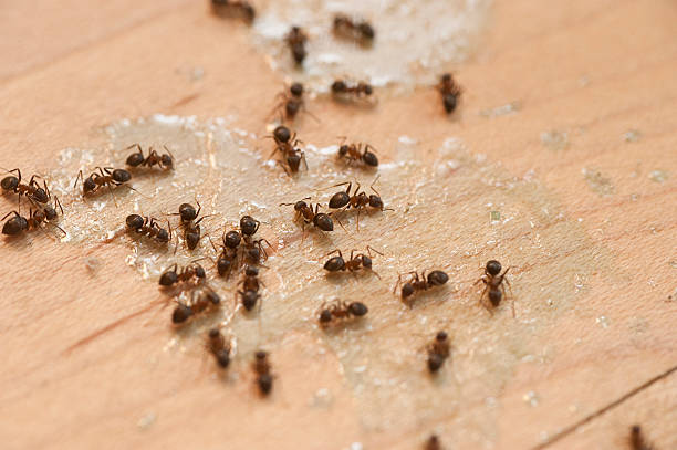 Best Pest Prevention Services  in Traer, IA