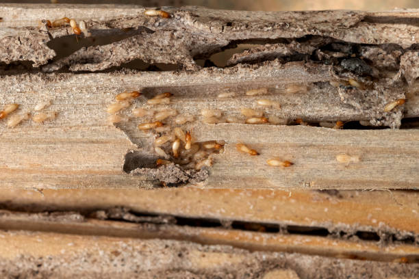 Best Exterminator Services  in Traer, IA