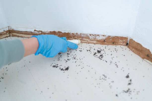 Best Residential Pest Control  in Traer, IA